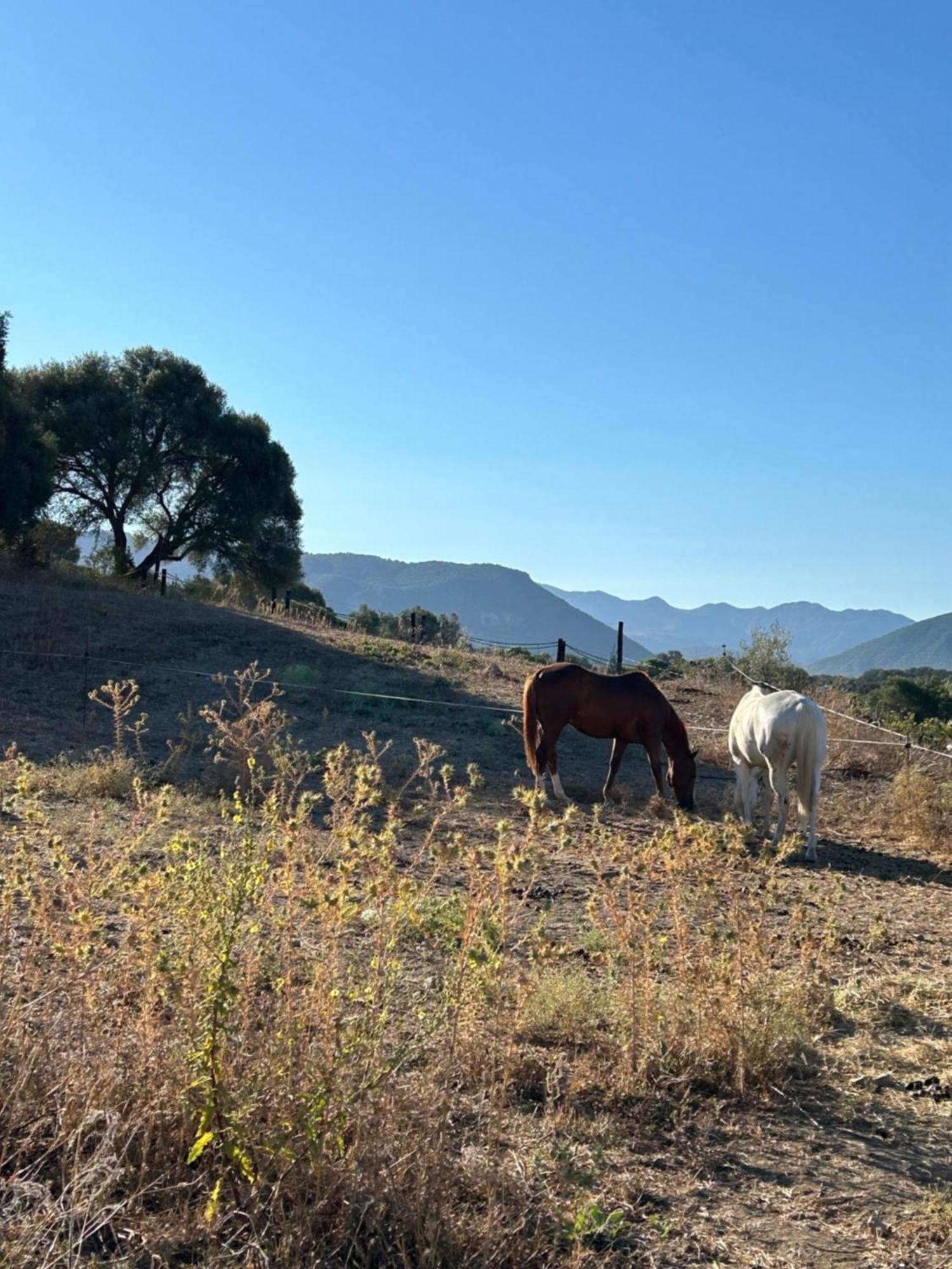 Cabana Rustica En Un Rancho Con Caballos, Prado Del Rey, Andalucia Экстерьер фото