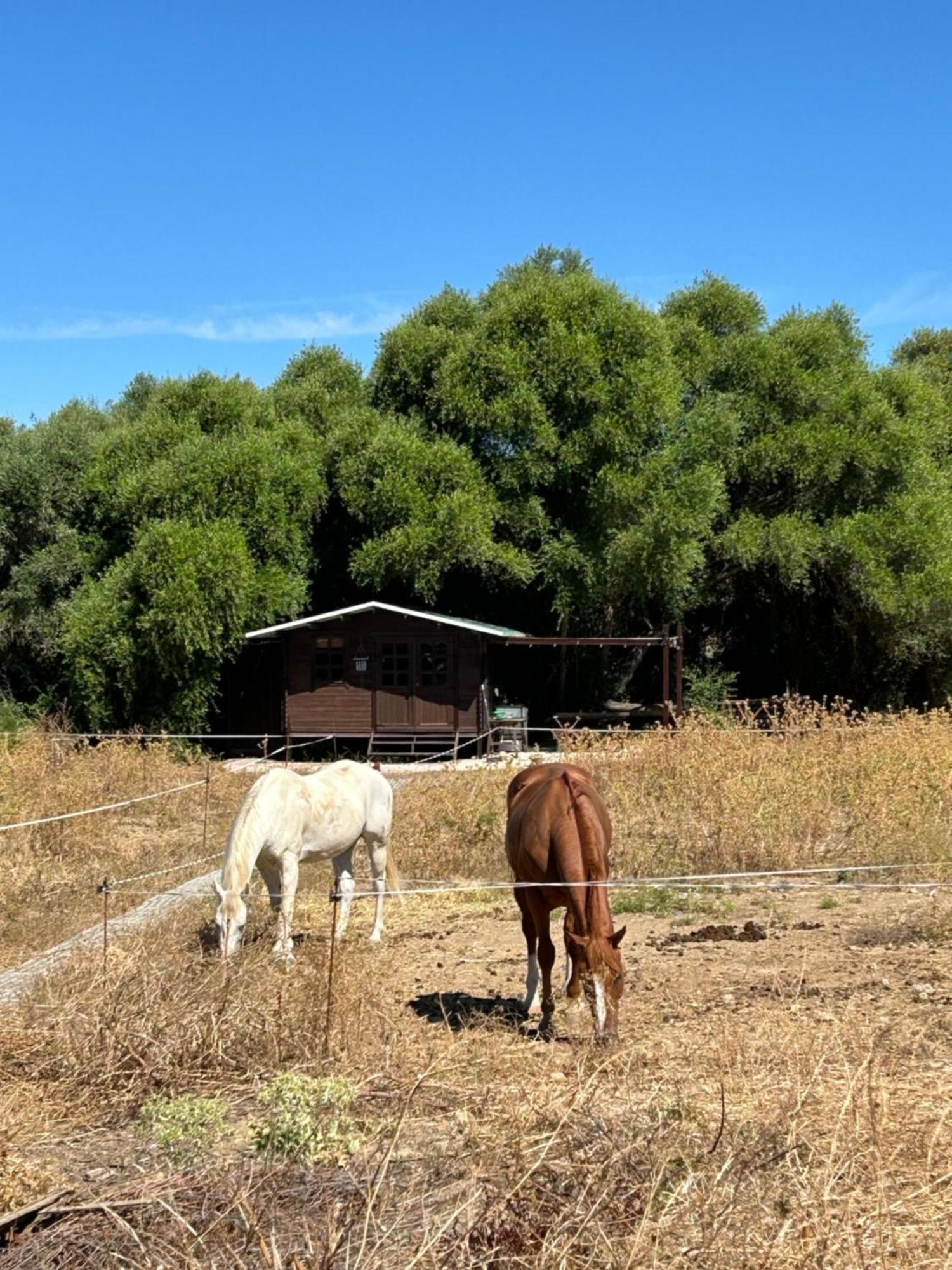 Cabana Rustica En Un Rancho Con Caballos, Prado Del Rey, Andalucia Экстерьер фото
