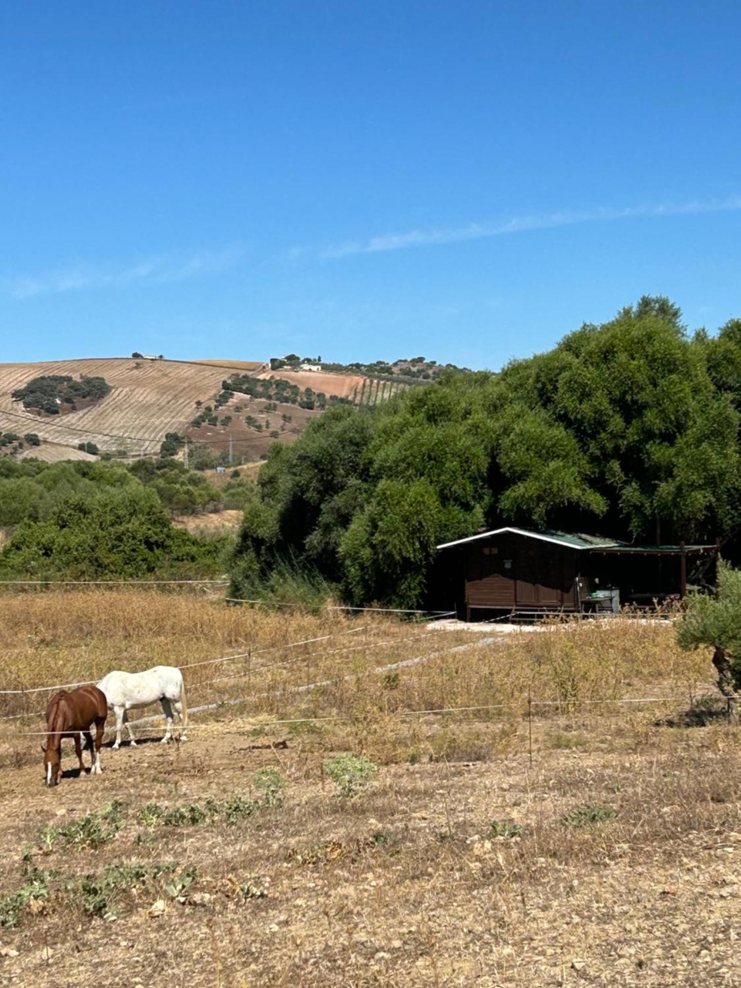 Cabana Rustica En Un Rancho Con Caballos, Prado Del Rey, Andalucia Экстерьер фото