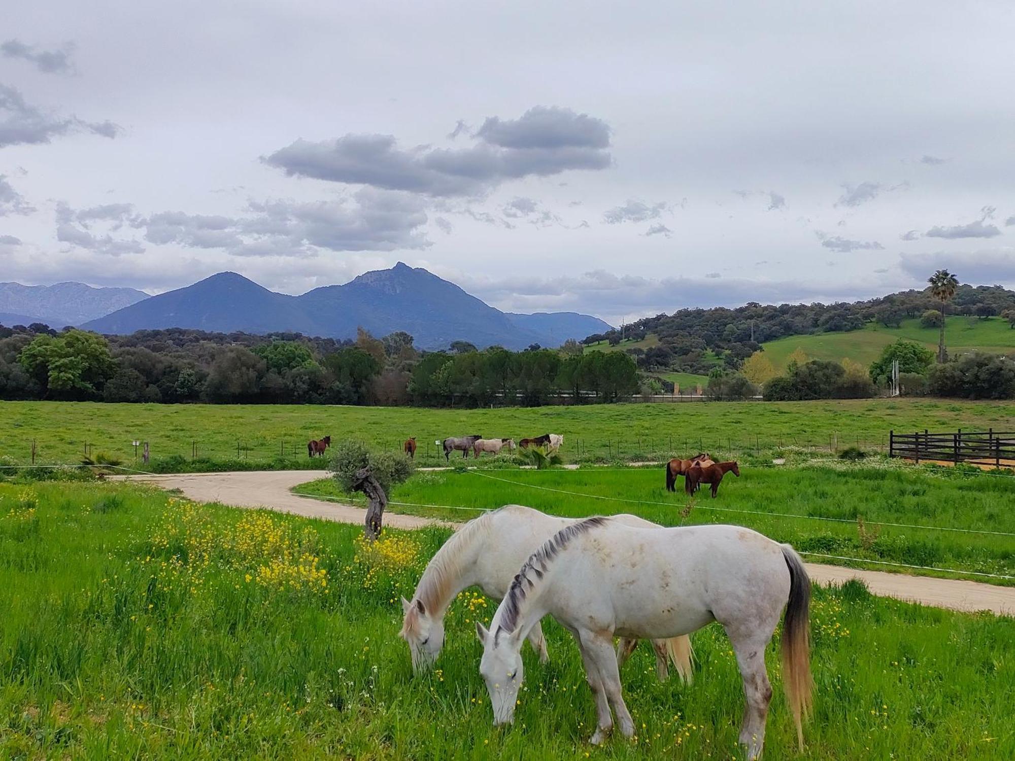 Cabana Rustica En Un Rancho Con Caballos, Prado Del Rey, Andalucia Экстерьер фото