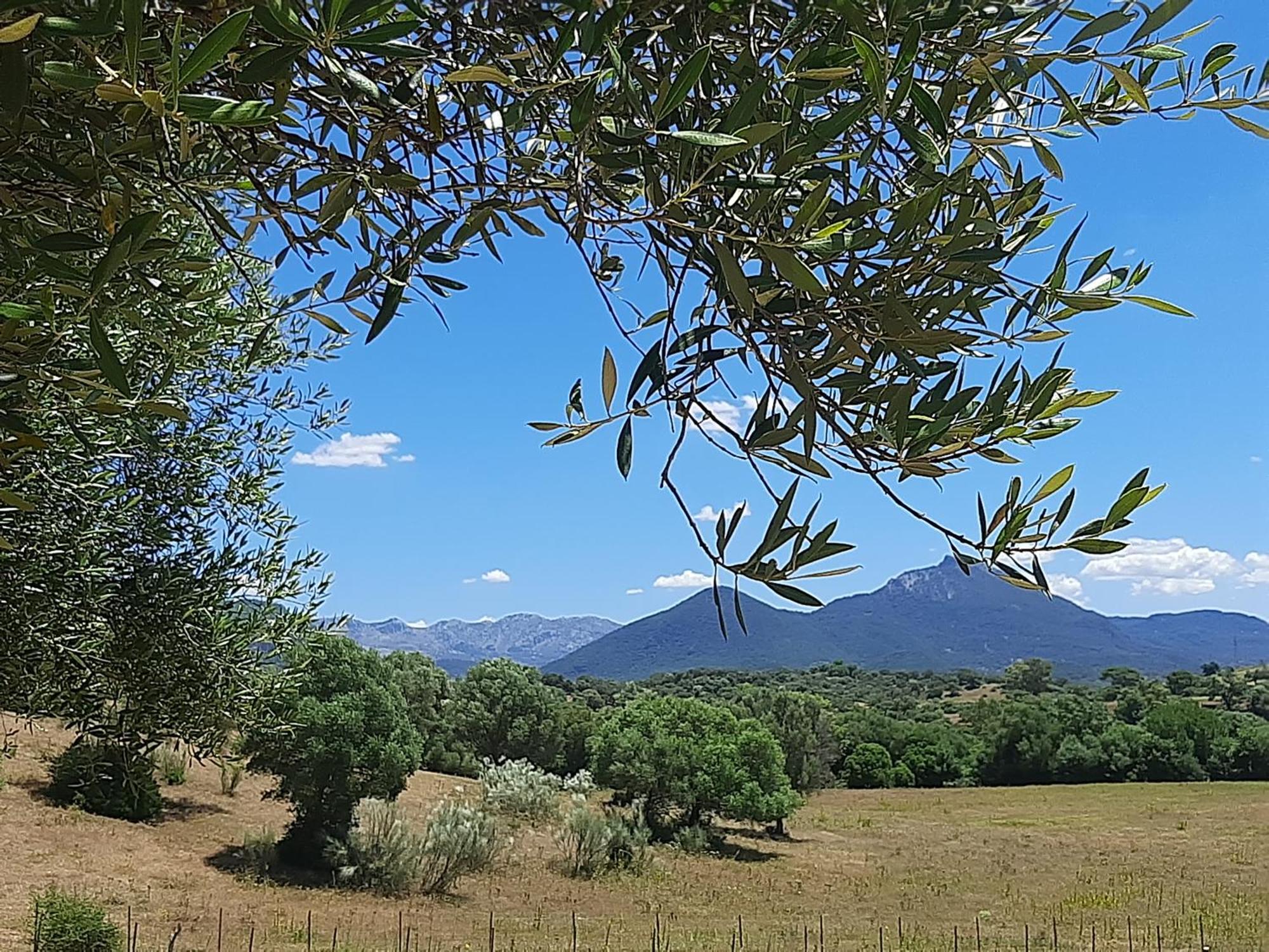 Cabana Rustica En Un Rancho Con Caballos, Prado Del Rey, Andalucia Экстерьер фото
