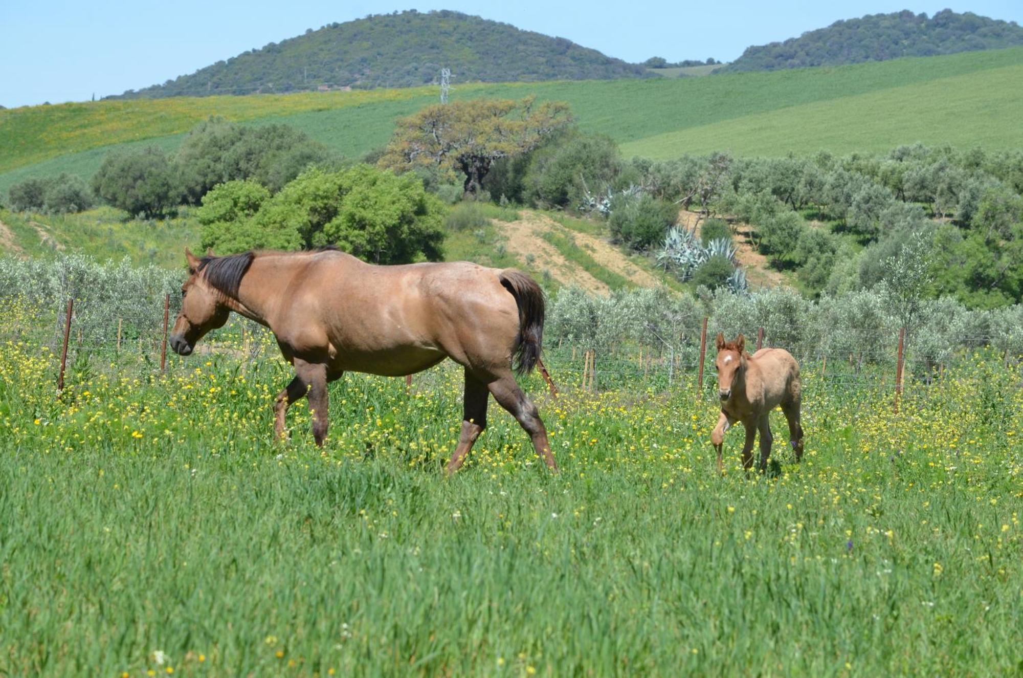 Cabana Rustica En Un Rancho Con Caballos, Prado Del Rey, Andalucia Экстерьер фото