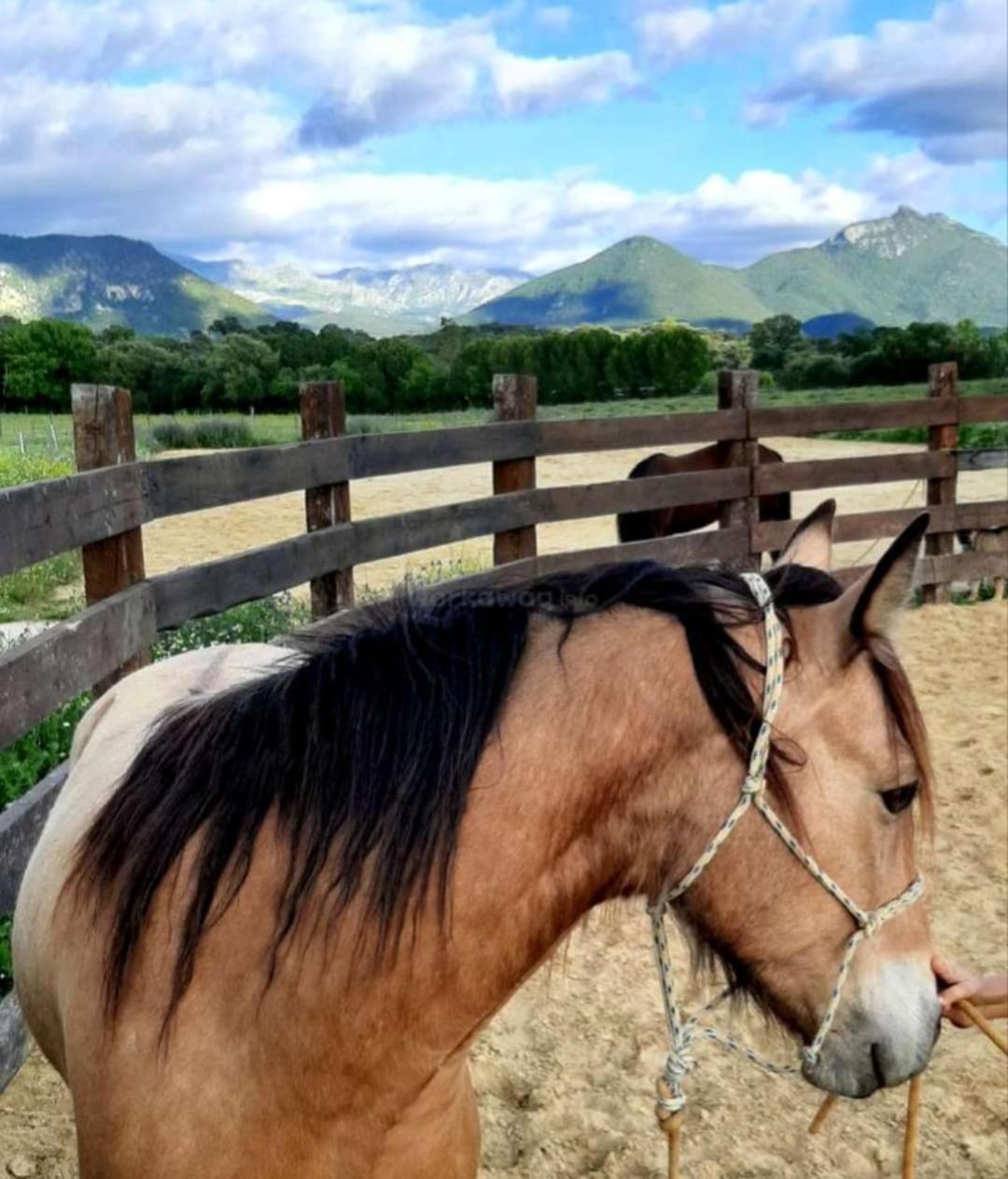 Cabana Rustica En Un Rancho Con Caballos, Prado Del Rey, Andalucia Экстерьер фото